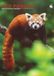 CalendarsRUs Rode Panda A3 Wandkalender 2027