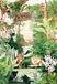 Magnolia Puzzel Jungle Oasis - 1000 stukjes legpuzzel