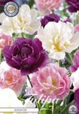 Dutch Finest Quality Sensation Garden Tulpenbollen 10 stuks bolmaat 12+