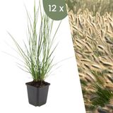 Plants by Frank | 12 Lampenpoetsergras Planten | Pennisetum alopecuroides 'Hameln' | Winterharde bodembedekker plant | tuinplant | Siergras | Winterharde vaste plant meerjarig | Winterharde tuinplant