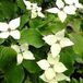 Arborix Bol Cornus Kousa 'Schmetterling' - Kornoelje 50-60 cm pot