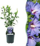 Plantenboetiek.nl Hibiscus syriacus Oiseau Blue Blauw Paars Half-schaduw Gemiddeld Onderhoud Ja