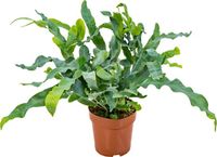 Bloomique - Phlebodium Blue Star - Blauwvaren - Kamerplant