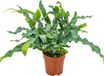 Bloomique - Phlebodium Blue Star - Blauwvaren - Kamerplant