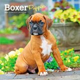 Boxer Browntrout Boxer Puppies 2027 7 X 14 Inch (Hanging) Monthly Mini Wall Calendar