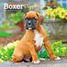 Boxer Browntrout Boxer Puppies 2027 7 X 14 Inch (Hanging) Monthly Mini Wall Calendar