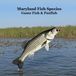 Maryland Game Fish and Panfish Species Kids Book