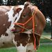 Excellent Halster - Verstelbaar Halster voor Rundvee - Oranje - Nylon