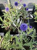 GRDplanten Groendecor Tuinarchitectuur 6x Kogeldistel - Echinops ritro 'Veitch's Blue' | 9x9 cm pot