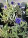 GRDplanten Groendecor Tuinarchitectuur 6x Kogeldistel - Echinops ritro 'Veitch's Blue' | 9x9 cm pot