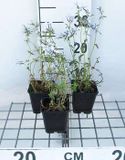 GRDplanten 6x Vlambloem - Phlox divar. 'Clouds of Perfume' | Blauw/Paars | Half-schaduw | 6 stuks