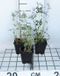 GRDplanten 6x Vlambloem - Phlox divar. 'Clouds of Perfume' | Blauw/Paars | Half-schaduw | 6 stuks
