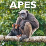 Avonside Publishing Apen Kalender 2027