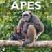 Avonside Publishing Apen Kalender 2027
