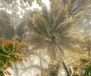 Komar Fotobehang Palms Panorama - IFSH3-038