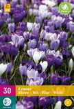 Jub Holland Crocus Blauw-Wit Bloembollen - 30 stuks