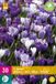 Jub Holland Crocus Blauw-Wit Bloembollen - 30 stuks