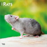 Rats Browntrout Publishers Rats - Ratten 2027 - 16-Monatskalender