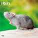 Rats Browntrout Publishers Rats - Ratten 2027 - 16-Monatskalender