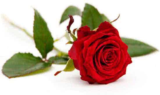 Regioboeket.nl Rode roos sturen 8718819110019