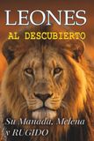 Leones Al Descubierto: Su Manada, Melena y RUGIDO