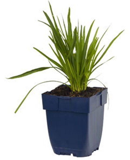 Griffioen Liatris spicata 'Alba' - Witte vaste plant