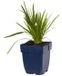 Griffioen Liatris spicata 'Alba' - Witte vaste plant