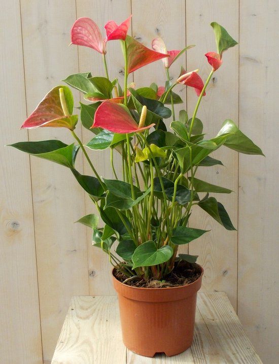 Warentuin natuurlijk - Flamingoplant Anthurium roze 60 cm