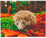 Crystal Art Diamond Painting Kit - Hedgehog - 40 x 50 cm