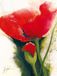 Your Decoration B.V. Kunstdruk Gerd Pflumm - Faszination Mohn II 60x80cm