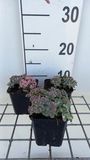 GRDplanten Sedum 6x Sedum sieb. 'Mediovariegatum'