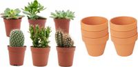 ZynesFlora - Mini Cactus & Succulenten Mix - 6 Stuks - Ø 8,1 cm Terracotta Bloempotten - 5-10 cm
