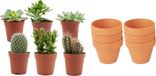 ZynesFlora - Mini Cactus & Succulenten Mix - 6 Stuks - Ø 8,1 cm Terracotta Bloempotten - 5-10 cm
