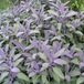 Arborix 6 x Salvia Officinalis 'Purpurascens' - Echte Salie pot 9x9cm - Purperbladige variant
