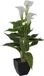 Europalms Mini Calla - wit - 43cm