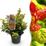 Green boutiQ Leucothoe Curly Gold Tuinplant - Geel - Groenblijvend - Weinig Onderhoud - Pot 17cm - Hoogte 35-45cm