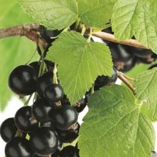 Fruithof Ribes rubrum Zwarte bes