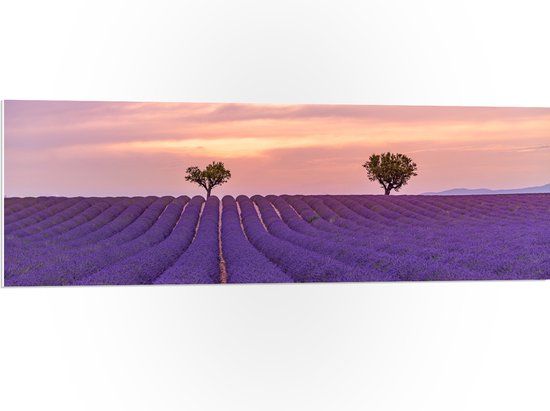 Merkloos / Sans marque PVC Schuimplaat - Paars Lavendelveld - 120x40 cm