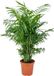 Bloomique Mexicaanse Dwergpalm (Chamaedorea Elegans) - Kamerplant - Luchtzuiverend - Diervriendelijk - Gemakkelijk in onderhoud - Hoogte 50-60 cm