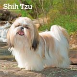 Shih Browntrout Publishers Shih Tzu 2027 - 16-Monatskalender