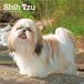 Shih Browntrout Publishers Shih Tzu 2027 - 16-Monatskalender