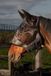 Harry's Horse Vliegenmasker Flyshield zonder oren - M