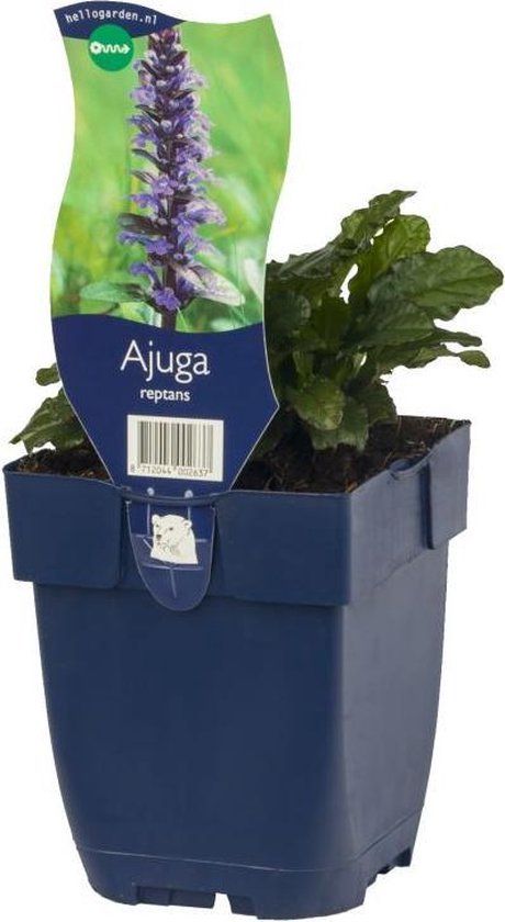 Griffioen Bol 5 x Ajuga reptans P11 - 1.3 Ltr