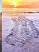 Salt, Sun & Supper: Coastal Recipes and the Art of Gathering