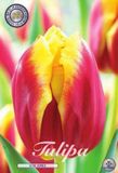 Dutch Flower Lady Dow Jones Triumph Tulpenbollen Bolmaat 12+ 10 Bloembollen