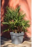EDA PLASTIQUE EDA Tuscany Grijs Donker grijs Vierkant Ø 50 cm
