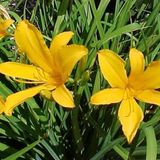 Hemerocallis 6 x Citrina - Daglelie Pot 9x9 cm - Geurende Nachtbloei