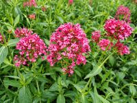 GRDplanten Groendecor Tuinarchitectuur 6x Spoorbloem - Centranthus ruber 'Coccineus' | 9x9 cm pot