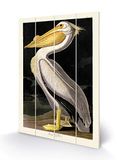 John James Audubon SW12760A afbeelding op hout, 40 x 59 cm (Pélican Blanc Americain), meerkleurig, 40 x 59 x 1,2 cm
