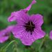 Arborix 6 x Geranium 'Patricia' - Ooievaarsbek pot 9x9cm, paarsroze bloemen en langbloeiend